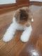 Poodle Puppies for sale in Queens, NY, USA. price: NA