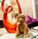 Poodle Puppies for sale in Garland, TX, USA. price: $700