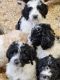 Poodle Puppies for sale in Sault Ste. Marie, ON P6B 5T3, Canada. price: NA