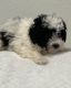 Poodle Puppies for sale in Auburn, WA, USA. price: $2,800