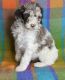 Poodle Puppies for sale in Goldsby, OK, USA. price: $1,000