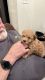 Poodle Puppies for sale in Minneapolis, MN 55433, USA. price: $675