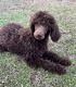 Poodle Puppies for sale in Seminole, OK, USA. price: $200