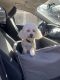 Poodle Puppies for sale in Harker Heights, TX, USA. price: NA