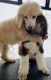 Poodle Puppies for sale in Tonasket, WA 98855, USA. price: $800