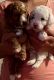 Poodle Puppies for sale in Tsawwassen, Delta, BC, Canada. price: NA