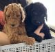 Poodle Puppies for sale in Commerce City, CO, USA. price: $1,600
