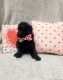 Poodle Puppies for sale in Port Orchard, WA, USA. price: $400