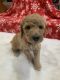 Poodle Puppies for sale in Fernley, NV, USA. price: $2,000