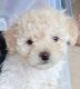 Poodle Puppies for sale in Henderson, NV, USA. price: $3,500