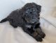 Poodle Puppies for sale in Henderson, NV, USA. price: $2,500