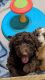 Poodle Puppies for sale in Cicero, IL, USA. price: $1,000