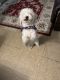 Poodle Puppies for sale in Manhattan, New York, NY, USA. price: NA