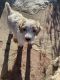 Poodle Puppies for sale in Colorado Springs, CO, USA. price: $500
