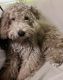 Poodle Puppies for sale in Springbrook Rd, Nanuet, NY, USA. price: NA