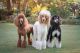 Poodle Puppies for sale in Athens, TX, USA. price: $1,500