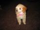 Poodle Puppies for sale in New York, NY, USA. price: NA