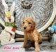 Poodle Puppies for sale in Salem, MO 65560, USA. price: $1,000