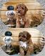 Poodle Puppies for sale in Salem, MO 65560, USA. price: $2,200