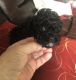 Poodle Puppies for sale in Pendleton, OR 97801, USA. price: $2,500