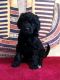 Poodle Puppies for sale in Jersey City, NJ, USA. price: NA