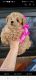 Poodle Puppies for sale in Staten Island, NY 10312, USA. price: NA