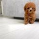 Poodle Puppies for sale in Illinois Medical District, Chicago, IL, USA. price: $700