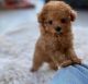 Poodle Puppies for sale in 10118 Avenue J, Brooklyn, NY 11236, USA. price: NA