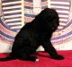 Poodle Puppies for sale in Jersey City, NJ, USA. price: $2,000