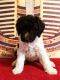 Poodle Puppies for sale in Jersey City, NJ, USA. price: $2,500