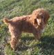 Poodle Puppies for sale in Neosho, MO 64850, USA. price: $750