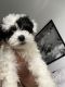 Poodle Puppies for sale in Philadelphia, PA, USA. price: $1,200
