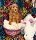 Poodle Puppies for sale in Rogers City, MI 49779, USA. price: $800