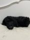 Poodle Puppies for sale in Mansfield, TX 76063, USA. price: $2,000