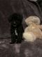 Poodle Puppies for sale in Bayonne, NJ, USA. price: $1,600