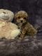 Poodle Puppies for sale in Bayonne, NJ, USA. price: $1,600