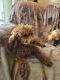 Poodle Puppies for sale in Holton, MI 49425, USA. price: $1,250