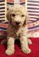 Poodle Puppies for sale in Jersey City, NJ, USA. price: $1,200