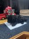 Poodle Puppies for sale in Portland, OR, USA. price: $1,000