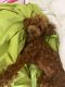 Poodle Puppies for sale in Bayonne, NJ, USA. price: $1,300