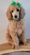 Poodle Puppies for sale in Minerva, OH 44657, USA. price: NA