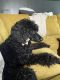 Poodle Puppies for sale in Winston-Salem, NC 27107, USA. price: NA