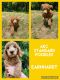 Poodle Puppies for sale in Harrisburg, AR 72432, USA. price: NA