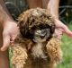 Poodle Puppies for sale in Parker, CO, USA. price: NA