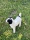 Poodle Puppies for sale in Green Bay, WI, USA. price: NA