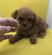 Poodle Puppies for sale in Pendleton, OR 97801, USA. price: NA