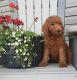 Poodle Puppies for sale in Edina, MO 63537, USA. price: $500