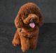 Poodle Puppies for sale in Pennsylvania Station, 4 Pennsylvania Plaza, New York, NY 10001, USA. price: $3,000