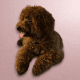 Poodle Puppies for sale in Pennsylvania Station, 4 Pennsylvania Plaza, New York, NY 10001, USA. price: $3,000