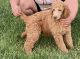 Poodle Puppies for sale in Farwell, MI 48622, USA. price: $400